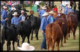 Casino beef week rodeo